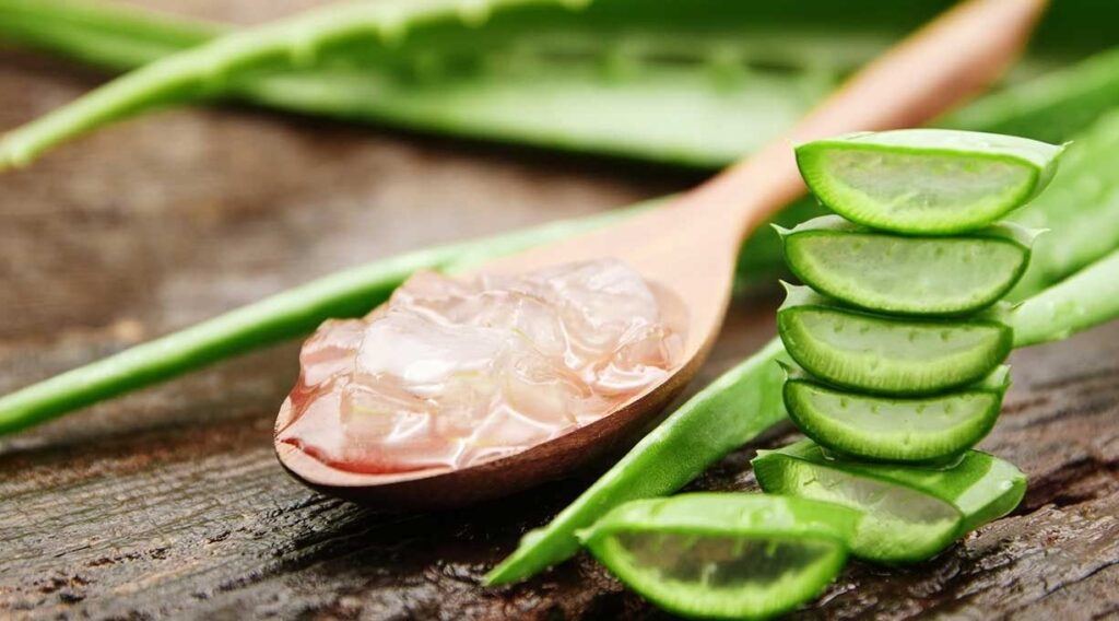 aloe_vera