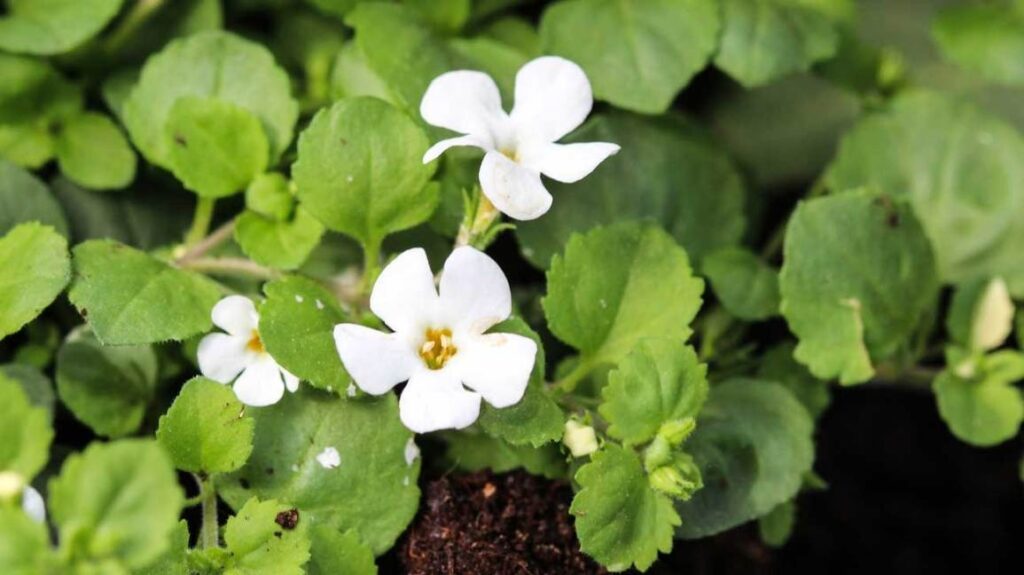 bacopa-monnieri-1296x728-feature